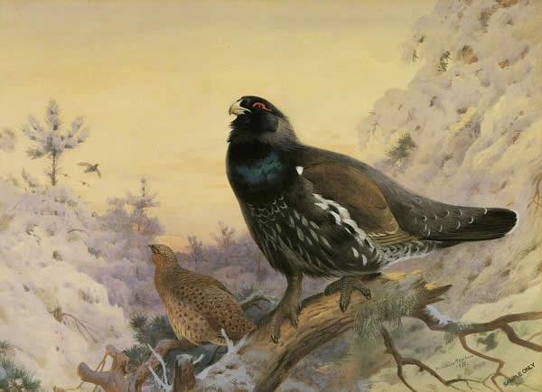 Archibald Thorburn Famous Paintings page 3